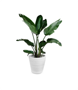 Indoor Plant